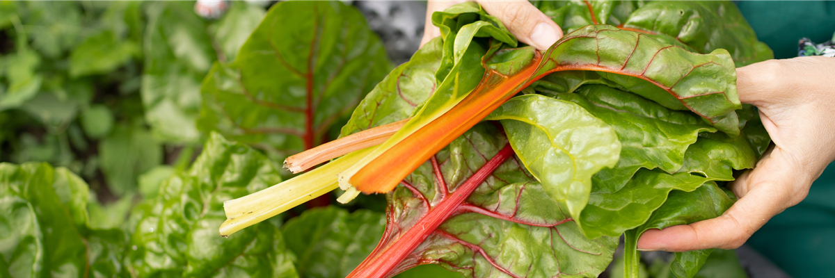 Buch des Monats: März!