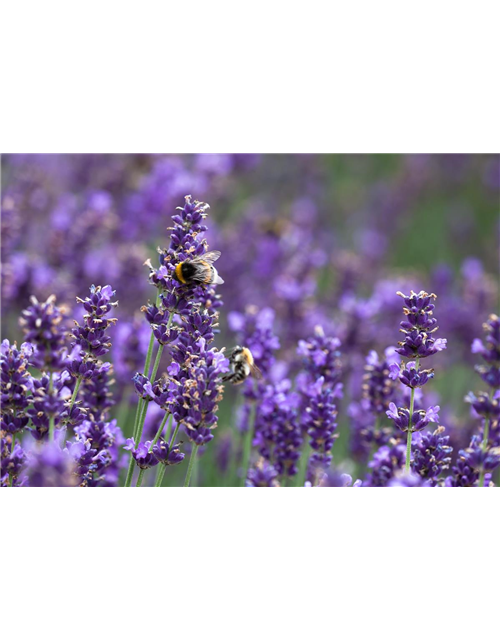 Seminar: Insektenfreundlicher Garten