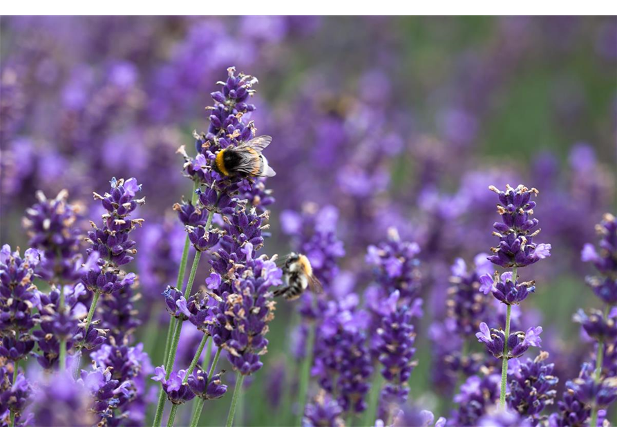 Seminar: Insektenfreundlicher Garten