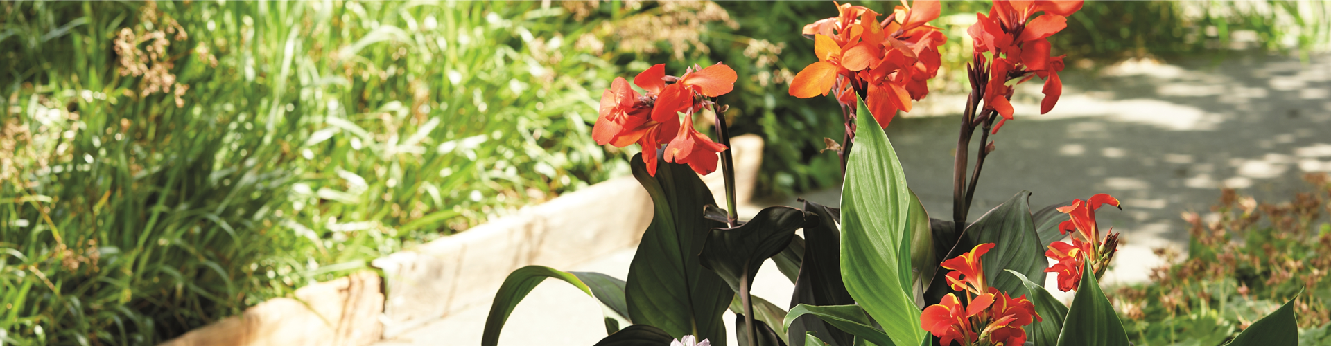 SO SCHöN BLüHT ES IM BEET! 