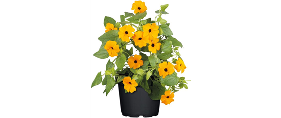 URLAUB AUF DEM BALKON! 