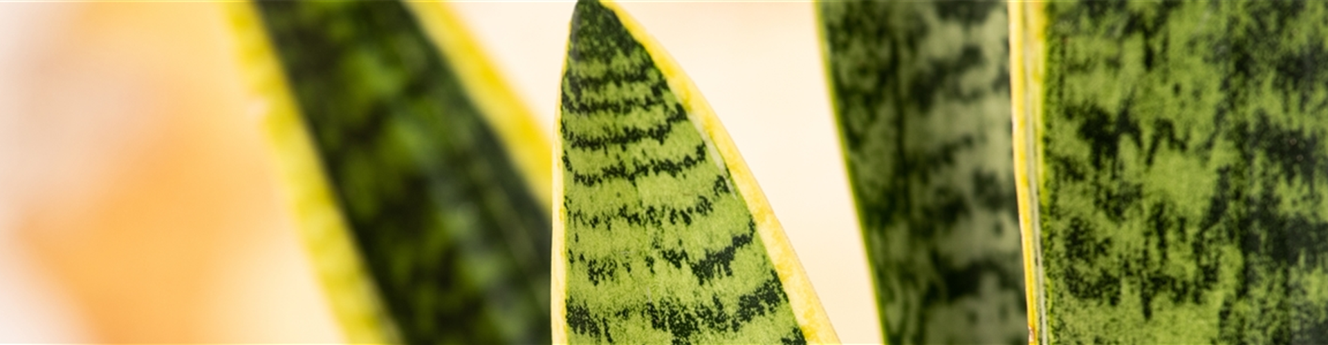 Sansevieria trifasciata