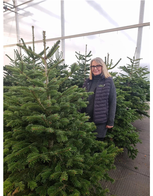 Nordmann-Weihnachtsbaum Exclusiv 225/250