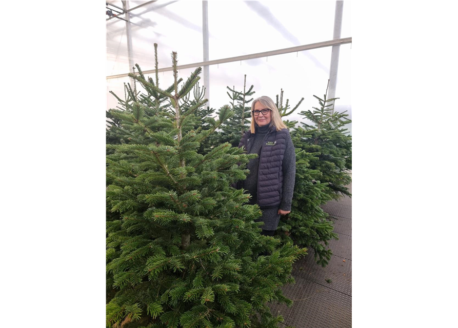 Nordmann-Weihnachtsbaum Exclusiv 225/250