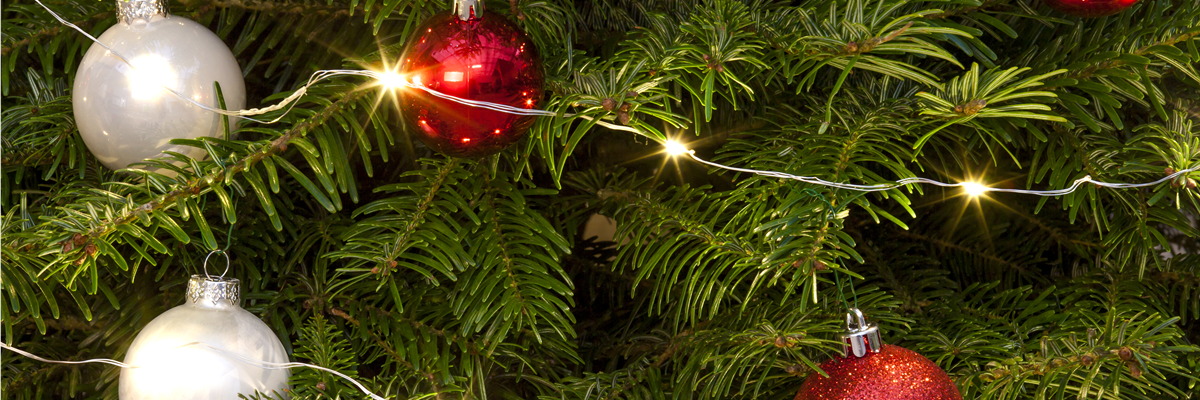 Abies nordmanniana