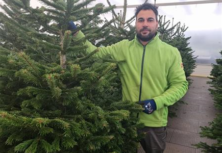 Nordmann-Weihnachtsbaum Premium 175/200 