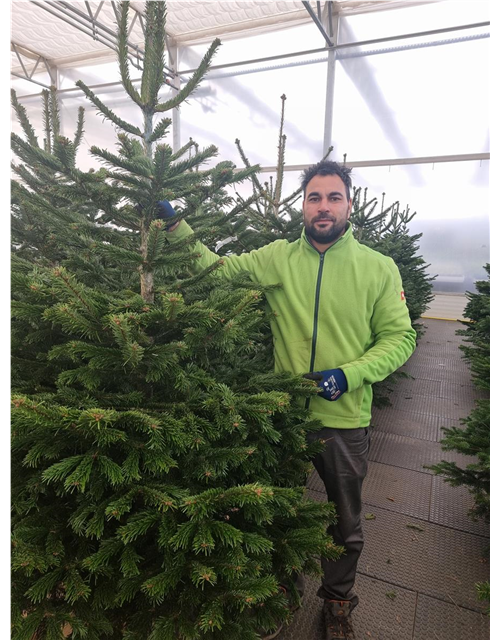 Nordmann-Weihnachtsbaum Premium 175/200