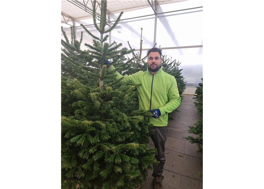 Nordmann-Weihnachtsbaum Premium 175/200