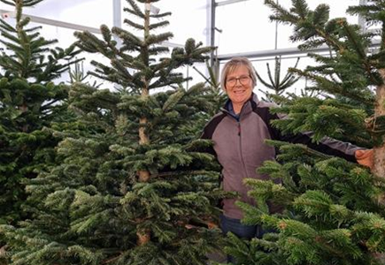Nordmann-Weihnachtsbaum Premium 200/250