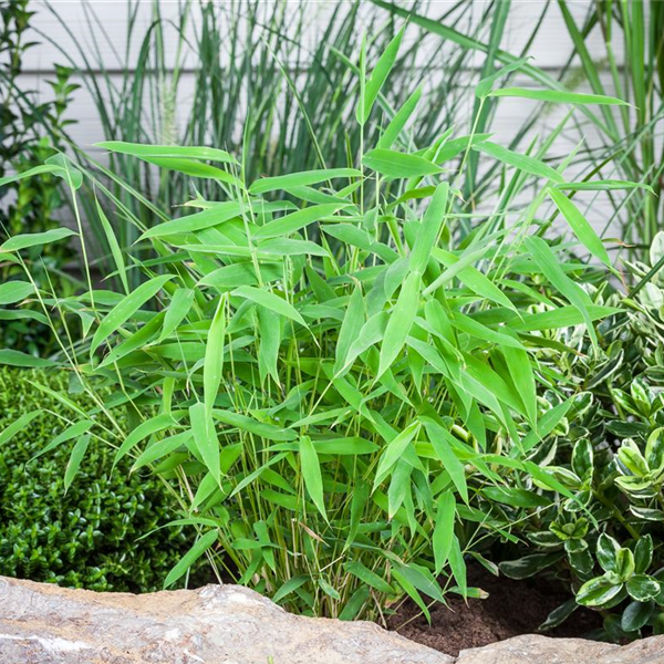 Bambus Einpflanzen im Garten G rtnerei Schliebener Bambus Einpflanzen im Garten G rtnerei Schliebener